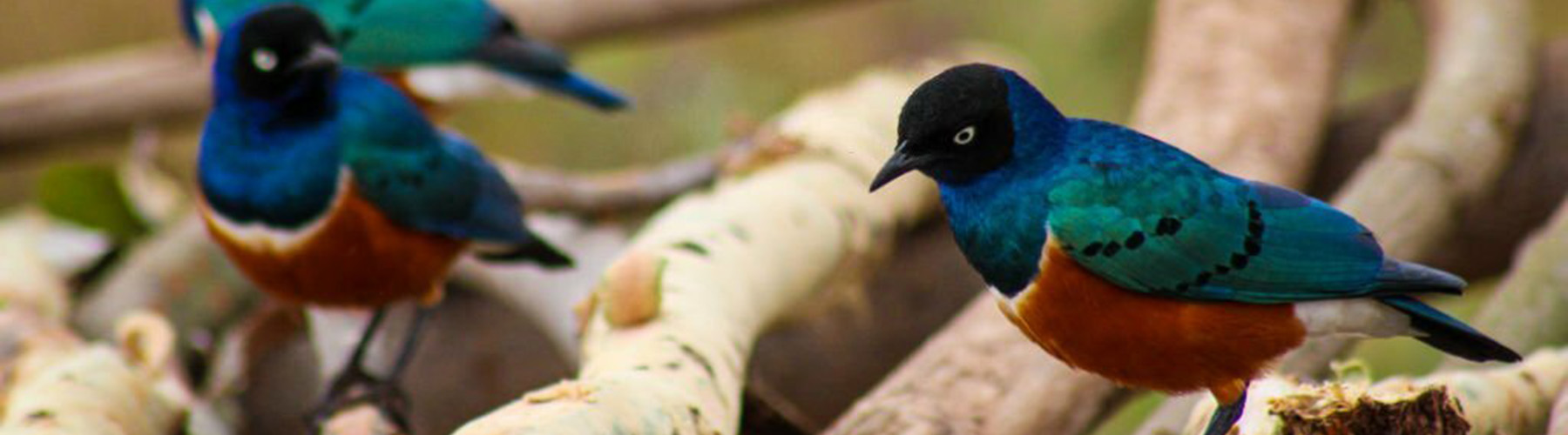 Superb starling birds