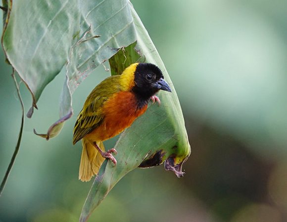 Birding Safari in Tarangire National Park