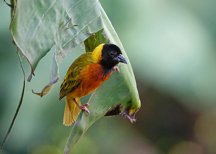 Birding Safari in Tarangire National Park