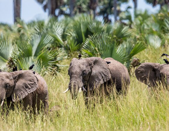 Uganda Family Safari