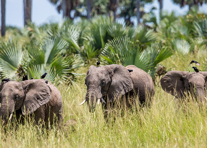 Uganda Family Safari