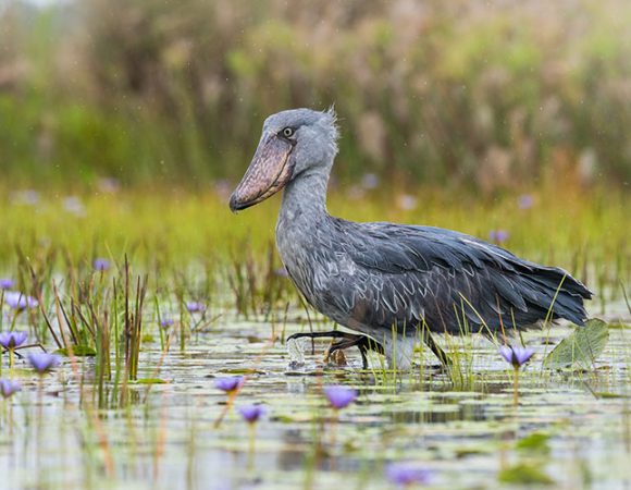 Birdwatcher's Paradise Safari