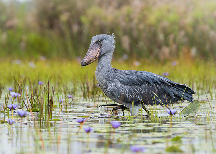 Birdwatcher's Paradise Safari