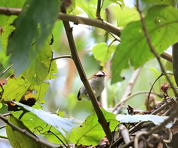 Wildlife and Wetlands Expedition