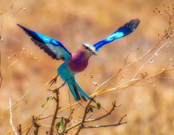 Serengeti & Ngorongoro Birding & Wildlife Adventure: