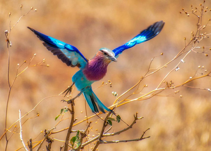 Serengeti & Ngorongoro Birding & Wildlife Adventure: