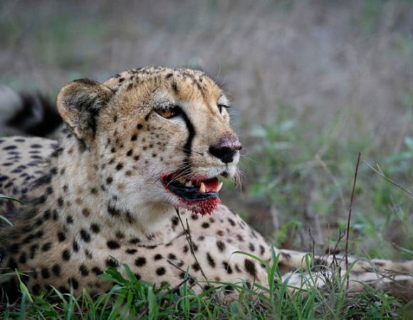 Best of Northern Tanzania Safari