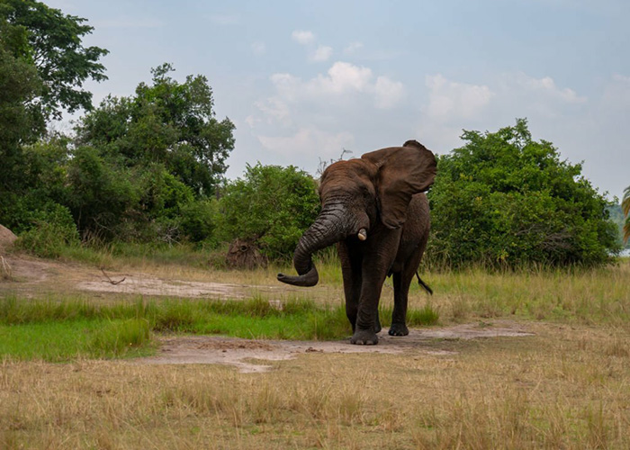 Rwanda Family Safari