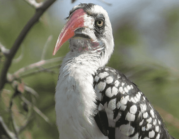 Southern Tanzania Birding Safari