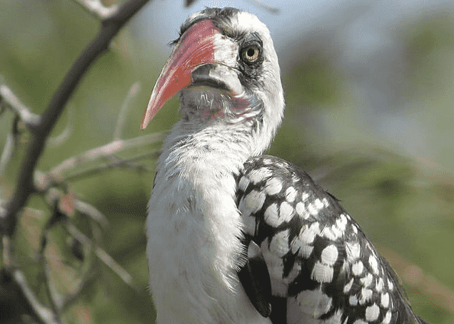 Southern Tanzania Birding Safari